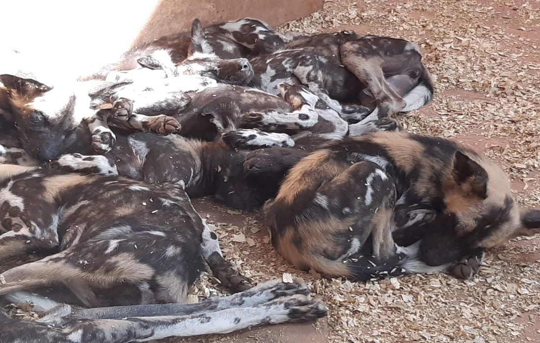 Экскурсия в зоопарк «12 месяцев»-сентябрь 2020 год!