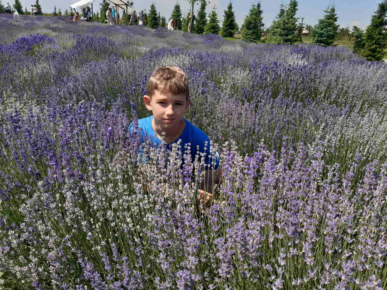 Поїздка на «Лавандові поля у Добропарку», 24.06.2023р.