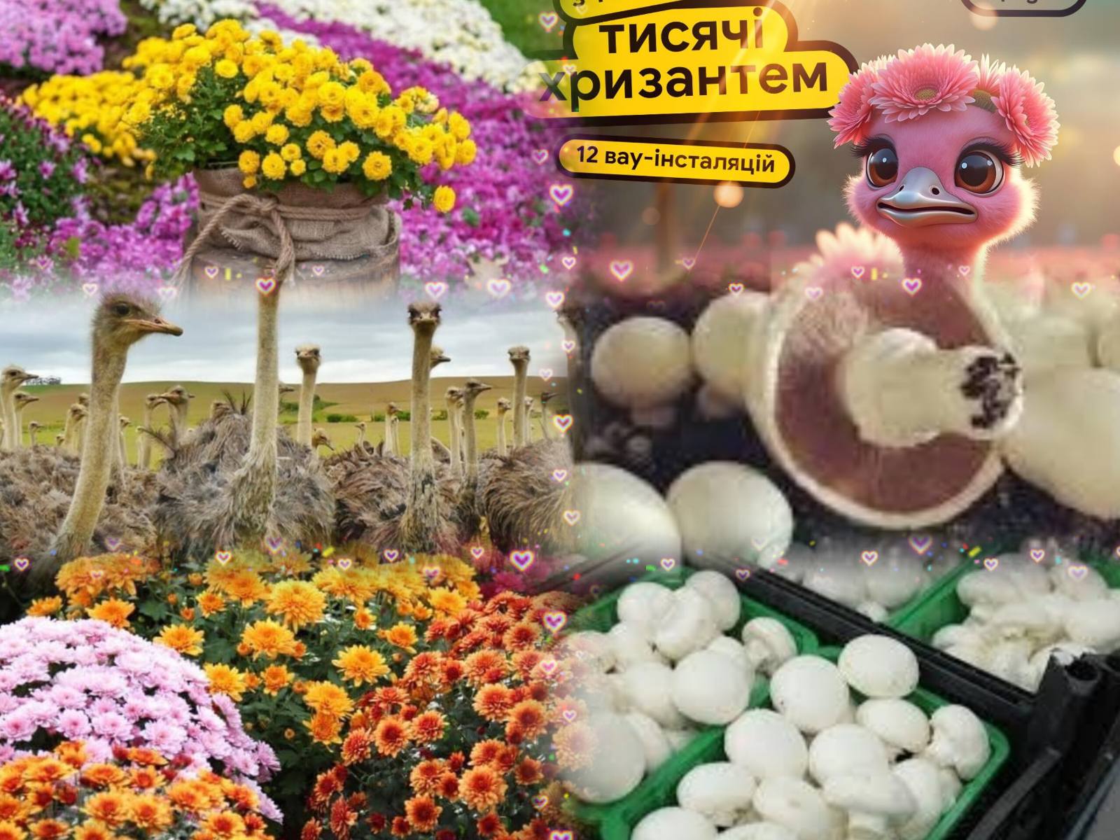 ГРИБНА ФЕРМА ТА ЯСНОГОРОДКА: СТРАУСОВІ ПРИГОДИ ДЛЯ ВСІЄЇ РОДИНИ!