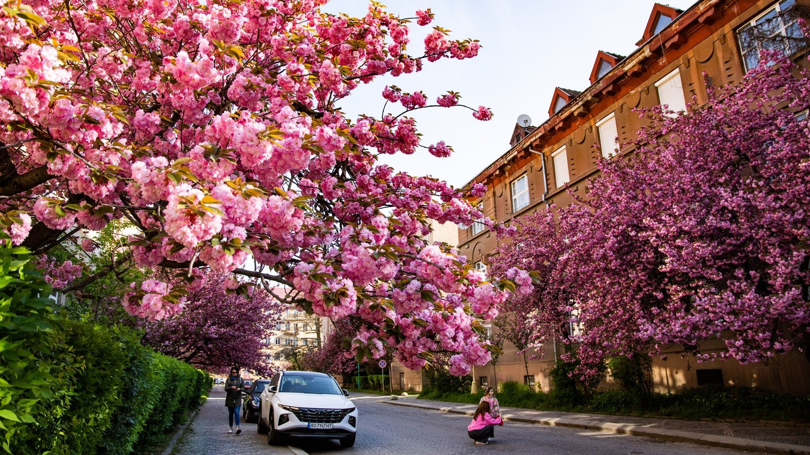 МАГІЧНЕ ЗАКАРПАТТЯ: ЦВІТІННЯ САКУРИ В УЖГОРОДІ + СИНЕВИР!